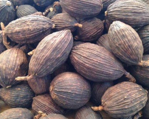 cardamo1