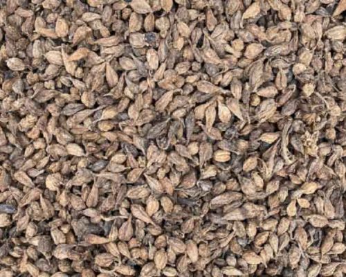 cardamo2